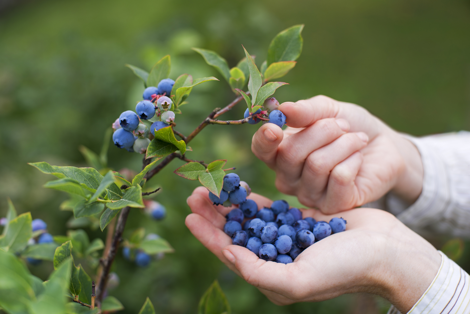 La récolte de bleuets pourrait être meilleure que l'an passé