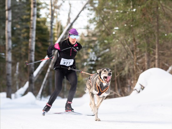 Compétition de chiens attelés le 1er février à Alma 