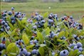 La récolte s’annonce bonne selon les producteurs 