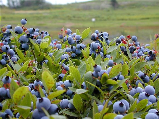 La récolte s’annonce bonne selon les producteurs 